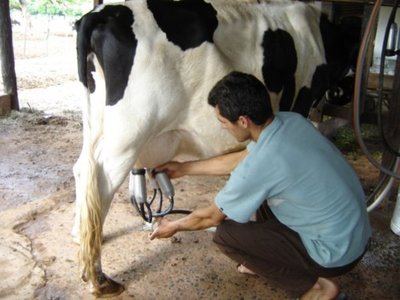 El precio de la leche podría aumentar G. 200 por litro, afirman