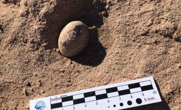 Diario HOY | Hallan en sur de Argentina 160 huevos fósiles de aves prehistóricas