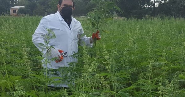 La Nación / Paraguay: primer país en Latinoamérica en exportar alimentos del cannabis industrial
