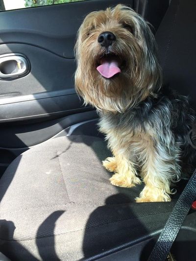 Dueña de perro atropellado pide a conductor que solvente recuperación, pero este habla de resposabilidad compartida - Nacionales - ABC Color