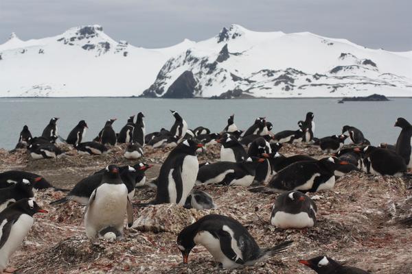 Microplásticos amenazan la vida de pingüinos en la Antártida | El Independiente