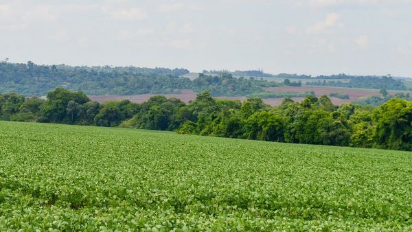 Denuncian “colonización fantasma” de tierra de  brasiguayos en Alto Vera