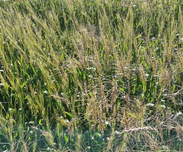 Helada deja cuantiosos daños en plantaciones de trigo