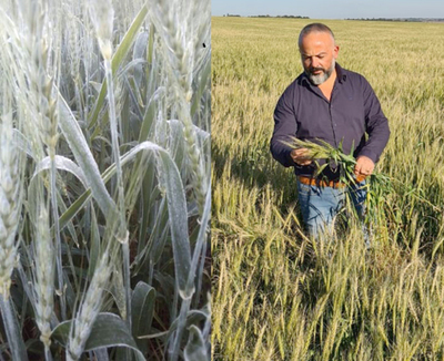 Heladas destruyen plantaciones de maíz y trigo y causan millonarias pérdidas a productores – Diario TNPRESS