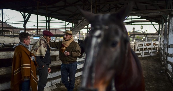 La Nación / El mercado de ganado de Liniers, último recuerdo de la Buenos Aires rural