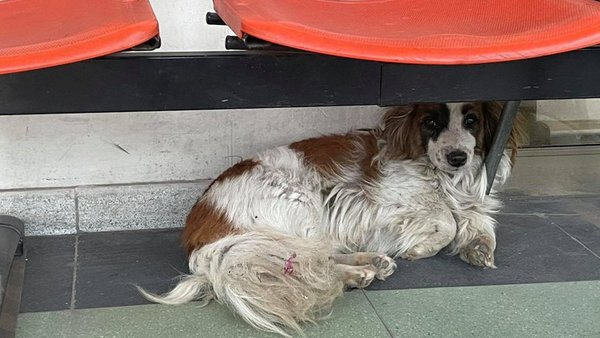 El “Hachiko Chileno”: la historia de un perro que aún espera a su dueño que murió en un hospital | Ñanduti