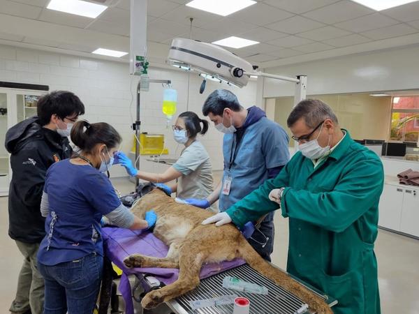 Puma rescatado en Canindeyú se encuentra en buen estado de salud | Ñanduti