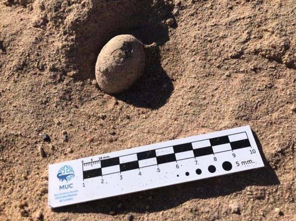 Hallan en el sur de Argentina 160 huevos fósiles de aves prehistóricas