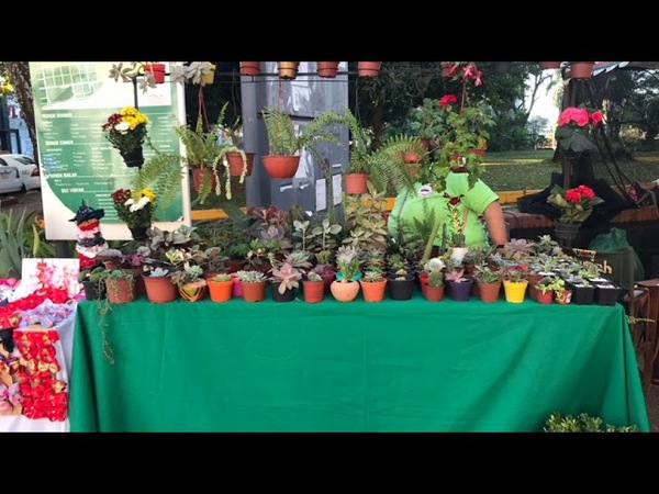 VARIEDAD DE CACTUS Y ARTESANÍAS SON OFERTADOS EN LA PLAZA DE ARMAS