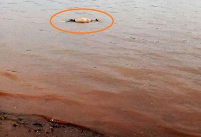 Hallan cuerpo de pescador en el LAGO de ITAIPU
