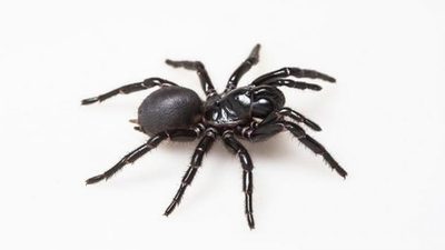 Descubren que el veneno de una araña podría ‘reparar’ corazones de víctimas de ataques cardíacos | Ñanduti