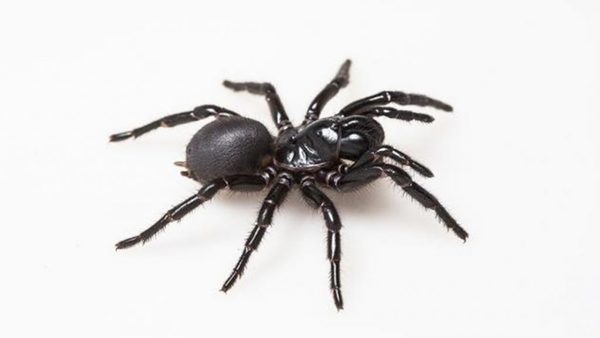 Descubren que el veneno de una araña podría ‘reparar’ corazones de víctimas de ataques cardíacos | Ñanduti
