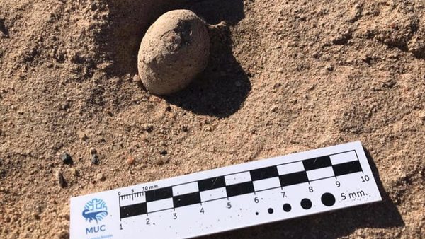 Argentina: Hallan nidos de huevos de aves que vivieron hace unos 85 millones de años | Ñanduti