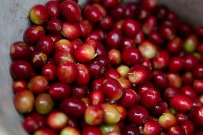 Los ingresos por las exportaciones de café hondureño suben un 20,2 % por el alza del precio - MarketData