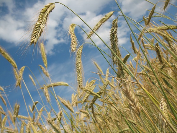 Debatirán sobre perspectivas agrícolas en webinario presentado por Banco Atlas