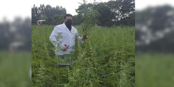 PARAGUAY: PRIMER PAÍS EN LATINOAMÉRICA EN EXPORTAR ALIMENTOS DEL CANNABIS INDUSTRIAL