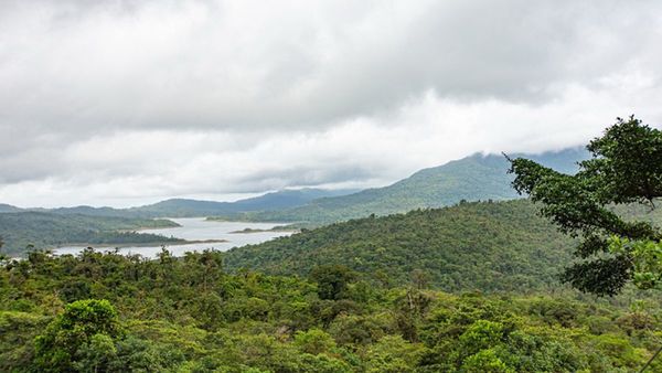 El bosque más nublado de Centroamérica es un poderoso almacén de carbono