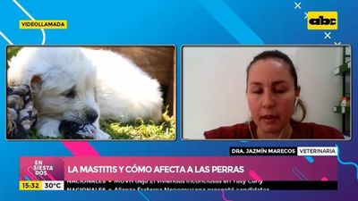 ¿Qué es la mastitis y cómo afecta a las perras? - Ensiestados - ABC Color