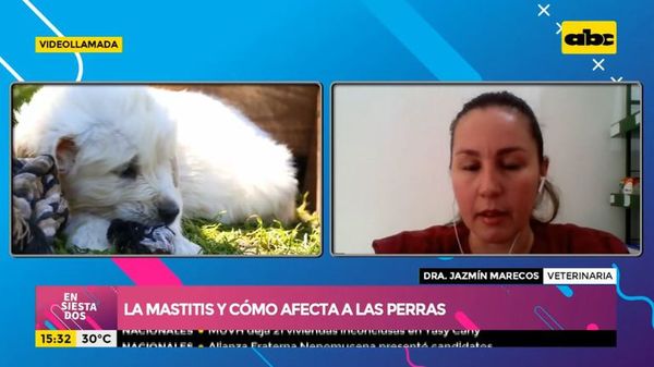 ¿Qué es la mastitis y cómo afecta a las perras? - Ensiestados - ABC Color