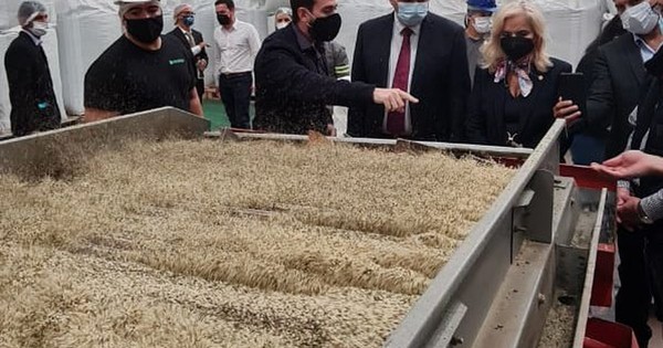La Nación / Paraguay hace historia en Latinoamérica: primer país exportador de alimentos de cáñamo industrial