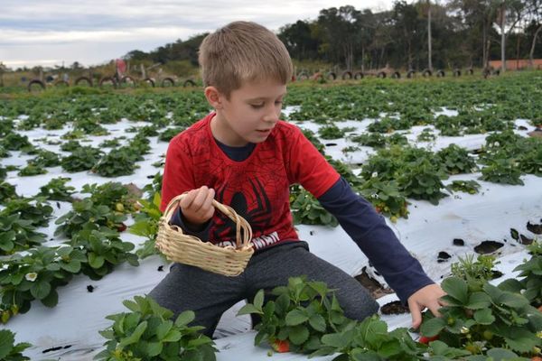 Festival para niños en frutillar de Areguá - Nacionales - ABC Color