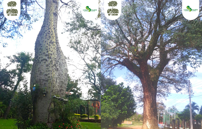 Colosos de la Tierra lanza la votación a la categoría del “Árbol de la Gente” | Ñanduti
