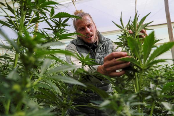 CannAndes, una empresa que ve en el cannabis la materia prima del futuro - MarketData