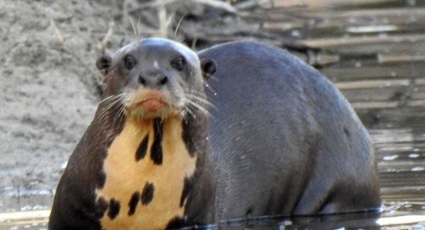Rescatan nutria gigante en el Chaco - Nacionales - ABC Color