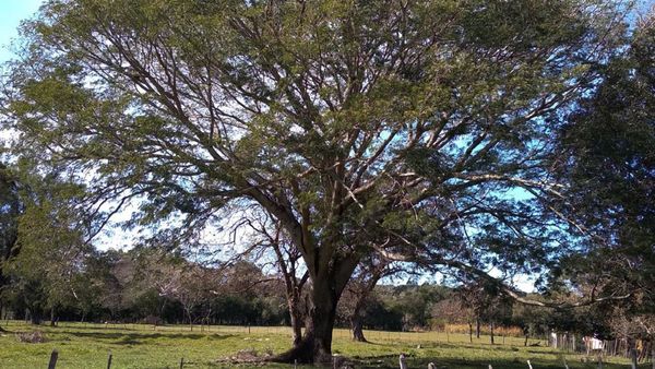 Guairá busca ganar el  Colosos de la Tierra