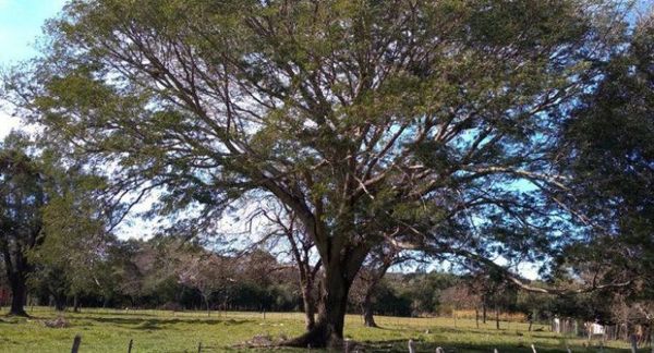 Guairá busca ganar el Colosos de la Tierra