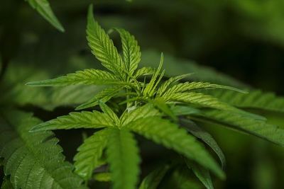 Perú legaliza cultivo asociativo de cannabis medicinal - Mundo - ABC Color