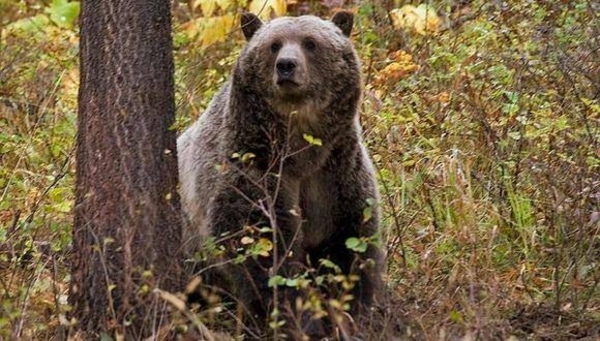 Diario HOY | Rescatan a un hombre que resistió durante una semana el acoso de un oso en Alaska