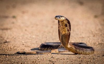 ¡Valiente! Un gato se impone a una cobra para proteger su hogar (Video)