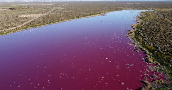 La Nación / Laguna rosa en Patagonia “es la imagen de la desidia”, acusa ambientalista
