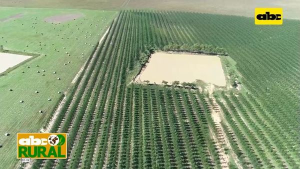 ABC Rural: Reforestación con Eucalipto y en cuanto tiempo se ven resultados económicos - ABC Rural - ABC Color