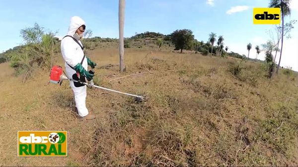 ABC Rural: Control integral de malezas para revalorización de campos - ABC Rural - ABC Color