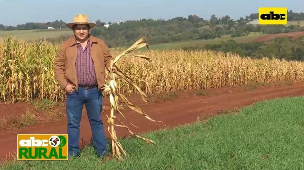 ABC Rural: Control de cigarrita con productos biológicos en maíz - ABC Rural - ABC Color