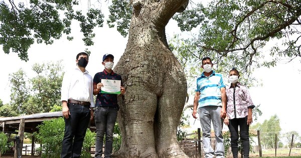 La Nación / En marcha la votación del “Árbol de la gente”