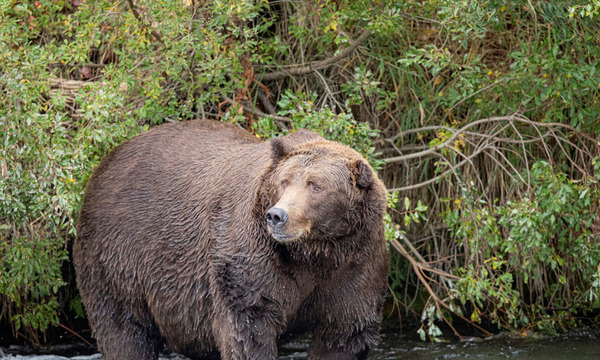 Alaska: Rescatan a un hombre que resistió durante una semana el acoso de un oso - OviedoPress