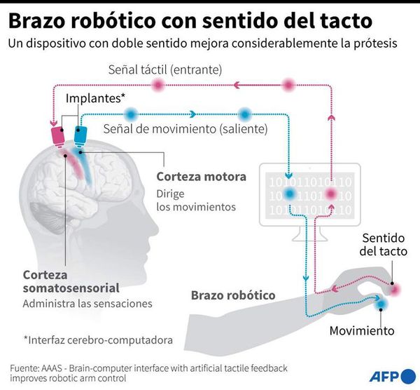 Científicos de EEUU avanzan en prótesis con “yemas” que sienten las texturas - Ciencia - ABC Color
