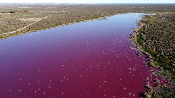 Una laguna se tiñe de rosa en Argentina debido a la contaminación por el vertido de residuos de empresas pesqueras – Prensa 5