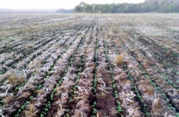 Ingreso de frente frío alerta y preocupa a productores ante el perjuicio que podría causar a los cultivos