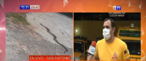 San Antonio: Una serpiente mordió a una menor | Noticias Paraguay