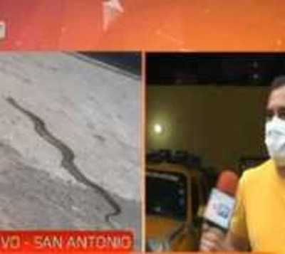 Menor es mordida por una serpiente en San Antonio  - Paraguay.com