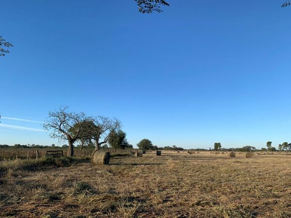 Sequía preocupa a ganaderos del Chaco Central - Nacionales - ABC Color