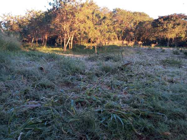 Los productores en alerta ante anuncio de heladas en el Este - La Clave