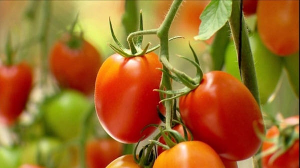 Cae venta de tomates y productores exigen respuesta del Gobierno