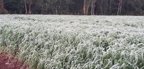 ALERTA PARA PRODUCTORES FRENTE A HELADA - La Voz del Norte