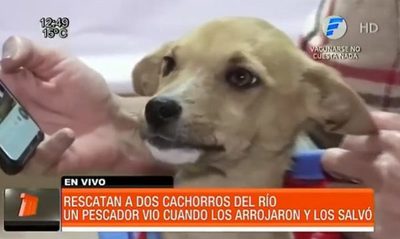 Pescador rescató a dos cachorros del río Tebicuary | Telefuturo