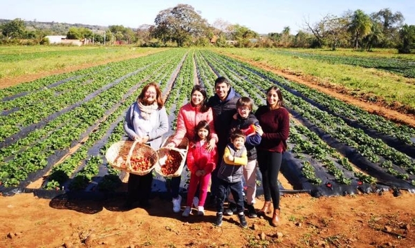 Diario HOY | Productores de Areguá invitan a las familias a cosechar sus propias frutillas